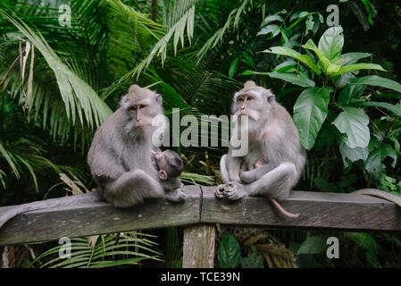 Zwei balinesischen Long-Tailed Affen sitzen auf einer Mauer, Heilige Affenwaldstation, Ubud, Bali, Indonesien Stockfoto