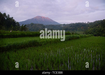 Reisfelder in der Nähe von Mount Agung, Bali, Indonesien Stockfoto