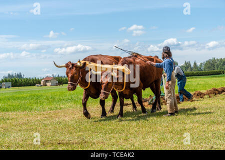 Team von Ochsen ziehen einen Pflug in der internationalen Pflügen übereinstimmen. 2019 Internationale Pflügen übereinstimmen. Berthusen Park, Lynden, Washington Stockfoto