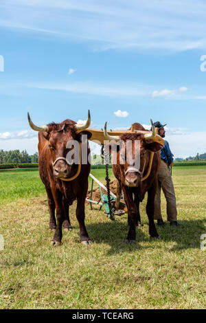 Team von Ochsen ziehen einen Pflug in der internationalen Pflügen übereinstimmen. 2019 Internationale Pflügen übereinstimmen. Berthusen Park, Lynden, Washington Stockfoto