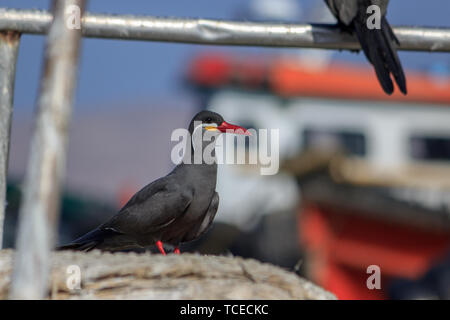 Schwarz Inca Tern mit roten Bill, Peru. Inca Seeschwalbe, Larosterna Inca, Vogel auf einem Boot auf der peruanischen Küste. In der Natur Meer Lebensraum Wald Vogel. Wildlife sce Stockfoto