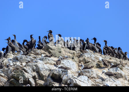 Gruppe von guanay Kormorane auf den Islas Ballestas, Peru Stockfoto