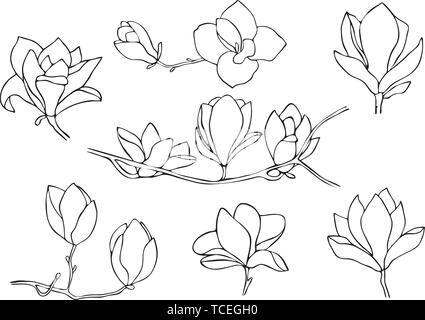 Satz von Magnolia Blumen auf weißem Hintergrund. Hand gezeichnet Vektor-illustration, Skizze. Stock Vektor