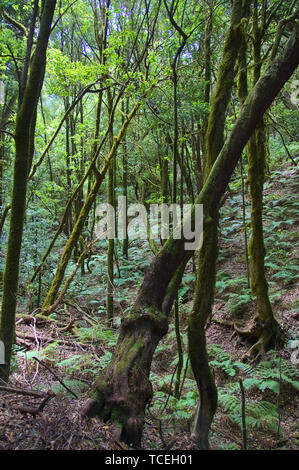 Vertikale Bild der Laurisilva Wald der Insel La Gomera auf den Kanarischen Inseln, Spanien Stockfoto