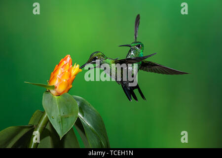 Zwei grüne - gekrönte Brillante Kolibris konkurrieren um die gleiche Fütterung Blume in Costa Rica. Stockfoto