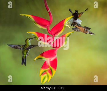 Eine männliche Schwarze-bellied Kolibri, Euperusa nigriventris, versucht eine weibliche Purple Mountain-gem-throated hummingbird, Lamporis calolaemus, ein Laufwerk Stockfoto