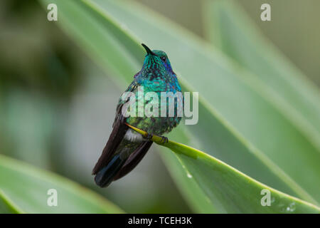 Grün Violett - Ohr Kolibri, Colibri thalassinus, Sitzstangen auf eine große agave Blatt in der savegre Fluss Tal in Costa Rica. Stockfoto