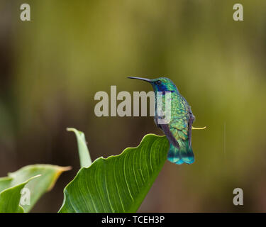 Grün Violett - Ohr Kolibri, Colibri thalassinus, Sitzstangen auf einem großen Blatt in der savegre Fluss Tal in Costa Rica. Stockfoto