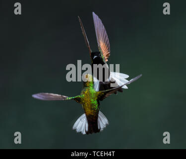 Ein männlicher männliche Schwarze-bellied Kolibris - Euperusa nigriventris - gegen eine Kupferne - vorangegangen Emerald Kolibri - Elvira - über feedi cupreiceps Stockfoto