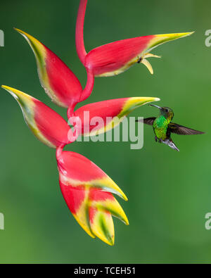 Ein Kupferhaltiges - vorangegangen Emerald Hummingbird Ansätze einer tropischen Karabinerverschluss Heliconia Blume Heliconia Rostrata, in Costa Rica. Der Vogel ist auch pollin Stockfoto