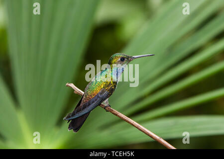 Ein Stecker, Blau-chested Kolibri, Amazilia amabilis, auf einem Zweig in der Rainforest Discovery Centre in Panama thront. Stockfoto