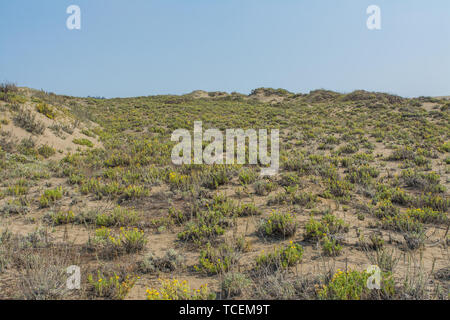 Schuss von unten von schönen sandigen Hügel bedeckt mit grünem Gras und wilden Blumen auf Hintergrund der klare, blaue Himmel Stockfoto