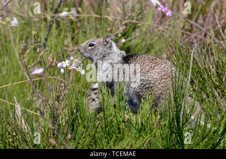 Fat große Masse Eichhörnchen sitzt auf einem Holz Niederlassung direkt über dem Gras Linie Stockfoto