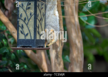 Niedliche graue Eichhörnchen kopfüber auf Baum im Wald und essen Samen hängen vom Schrägförderer Stockfoto