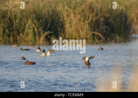 Ansicht verschiedener Arten von Enten schwimmen und Fütterung im Wasser der ländlichen See in der Sonne Stockfoto