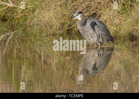 Ein Great Blue Heron watet durch die Gewässer an Cath Beute. Stockfoto