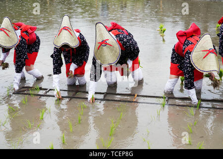 Japanische junge Mädchen Pflanzung auf der Rohreis farm Land. Der heilige Festival für eine gute Ernte zu beten. Stockfoto