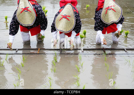 Japanische junge Mädchen Pflanzung auf der Rohreis farm Land. Der heilige Festival für eine gute Ernte zu beten. Stockfoto