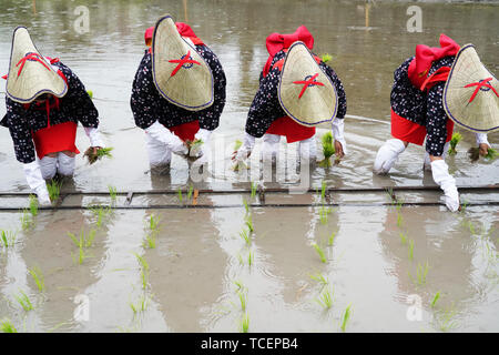 Japanische junge Mädchen Pflanzung auf der Rohreis farm Land. Der heilige Festival für eine gute Ernte zu beten. Stockfoto