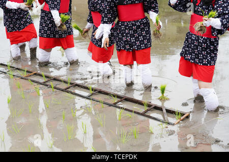 Japanische junge Mädchen Pflanzung auf der Rohreis farm Land. Der heilige Festival für eine gute Ernte zu beten. Stockfoto