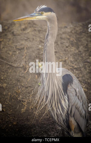 Nahaufnahme der schönen Great Blue Heron auf Hintergrund der Boden in der Natur Stockfoto