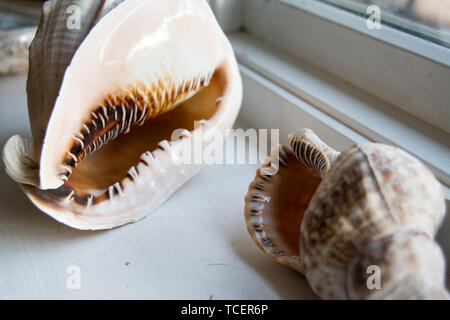 Nahaufnahme der wenigen marine dekorative Muscheln auf weißem Fensterbank zu Hause angeordnet Stockfoto