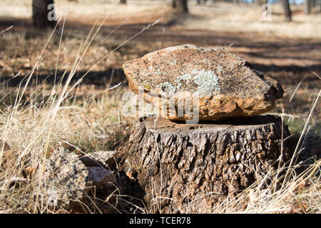 Blick auf Rock liegen oben auf altem Holz baum Stich im Wald mit trockenem Gras in der Sonne Stockfoto