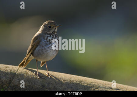 Schön chickadee stehen auf Rock, weg schauen auf unscharfen Hintergrund Stockfoto