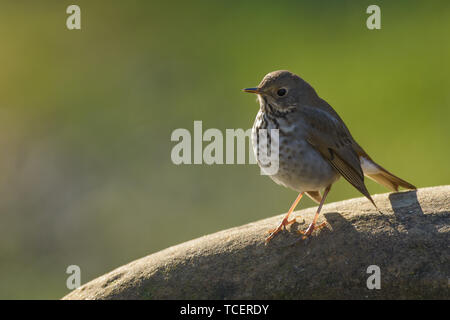 Seite Blick auf Nizza sparrow auf den Felsen gelegen, Erwärmung auf Sonne und weg schauen auf unscharfen Hintergrund Stockfoto