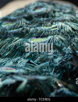 Detailansicht der Schwanz schön Aquamarin Pfauen Stockfoto