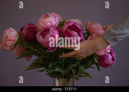 Weibliche Hände arrangieren rosa Pfingstrose Blüten Nahaufnahme Stockfoto