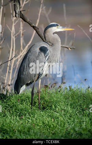 Great Blue Heron stehen auf grünem Gras in der Nähe von Ästen auf unscharfen Hintergrund von See Stockfoto