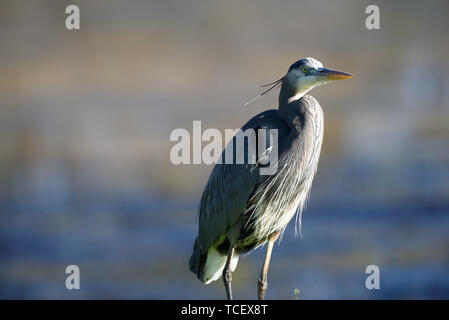 Super Great Blue Heron auf unscharfen Hintergrund des Wassers des Sees an einem sonnigen Tag auf dem Land Stockfoto