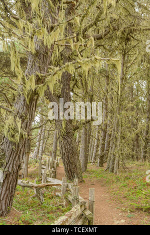 Der Weg in den alten Wäldern mit alten Bäumen in usnea Moss hängenden Ästen über Holz Zaun Stockfoto