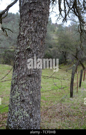 Stacheldraht zaun Wachsen durch Oak Tree Stockfoto