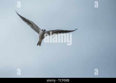 White tailed Kite Stockfoto