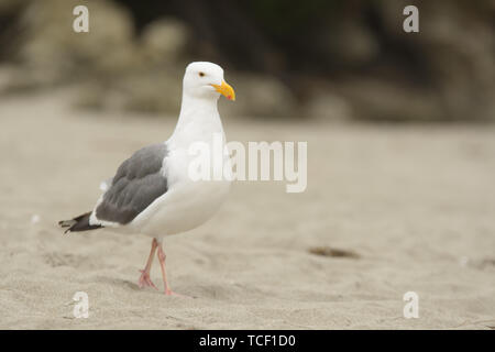 Einzelne weiße Möwe zu Fuß am Sandstrand von Shoreline Stockfoto