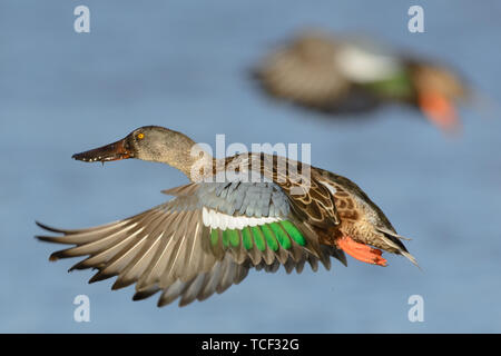 Männliche Jugendliche Northern shoveler im Flug über das Wasser. Stockfoto