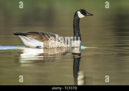 Eine kanadische Gans schwimmt auf dem ruhigen Wasser Stockfoto