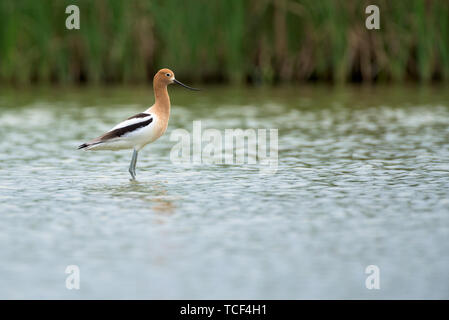 Stelzenläufer in Plätschern flacher See auf unscharfen Hintergrund der Grünen hohen Schilf Stockfoto