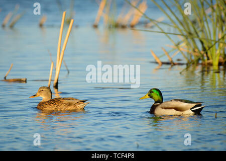 Ein Mann und eine Frau Paar mallard Enten schwimmen auf dem Wasser. Stockfoto