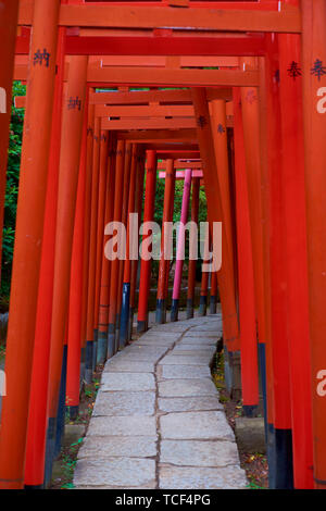 Die beeindruckende Reihe von rote Tori Gates in Nezu Schrein in Tokio, Japan. Stockfoto