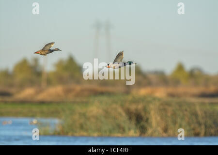 Seitenansicht des wunderschönen anmutigen männlichen und weiblichen Enten im Moment der Flug über dem Boden Stockfoto