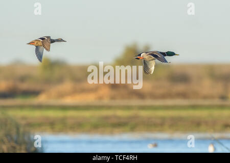 Seitenansicht des schönen bunten Stockente und Ente fliegen zusammen oben Feuchtgebiet Stockfoto