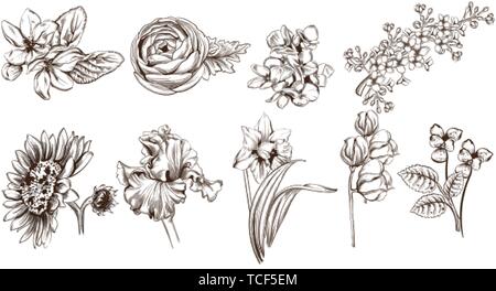 Vintage Blumen set line Kunst Vektor. Sonnenblumen, Rosen und narcisus Abbildung Stock Vektor