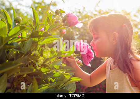 Sonnigen Sommertag im Garten nach Regen. Gerne kleine Mädchen riechen duftenden rosa Pfingstrosen. Stockfoto