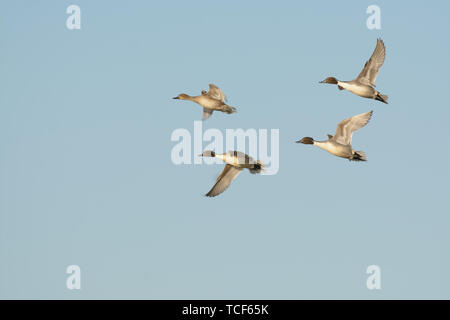 Vier wilde Enten mit braunen und grauen Federn am Körper fliegen in klaren, blauen Himmel Stockfoto