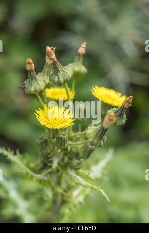 Gelbe Blüten, Knospen und Blüten der stachelige Leistungsbeschreibung - Thistle/Sonchus asper. Stockfoto