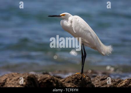 Snowy Egret (Egretta thula) steht auf den Felsen am Wasser, Playa Samara, Samara, Halbinsel Nicoya, Provinz Guanacaste, Costa Rica, Mittelamerika Stockfoto