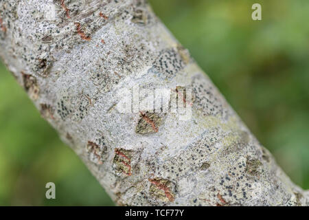 Rautenförmige Rinde Poren eines jungen Zweig der Weiße Pappel/Populus alba. Reifen Amtsleitungen/Filialen ganz gefurchte Rinde Textur zeigen. Siehe Hinweise! Stockfoto